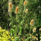 1208F 025 Neckar noch als Bach